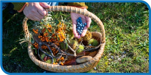 Carers-Together-Events-Wild-Food